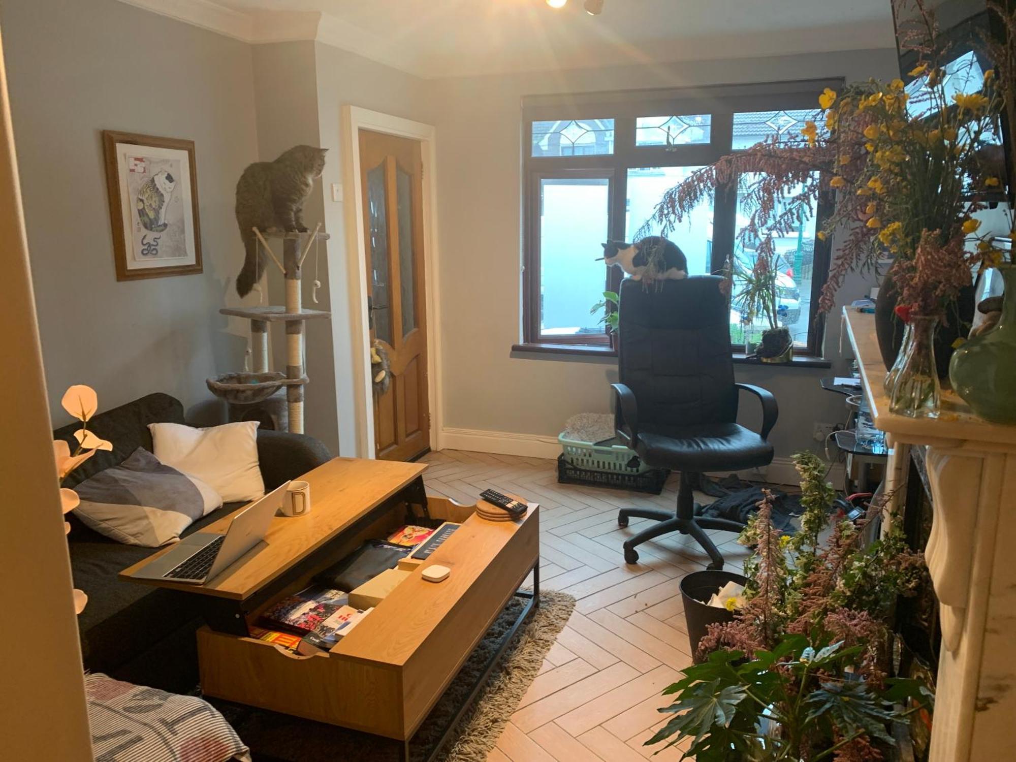 Wake Up With 2 Cats On Your Face Dublin Exteriör bild