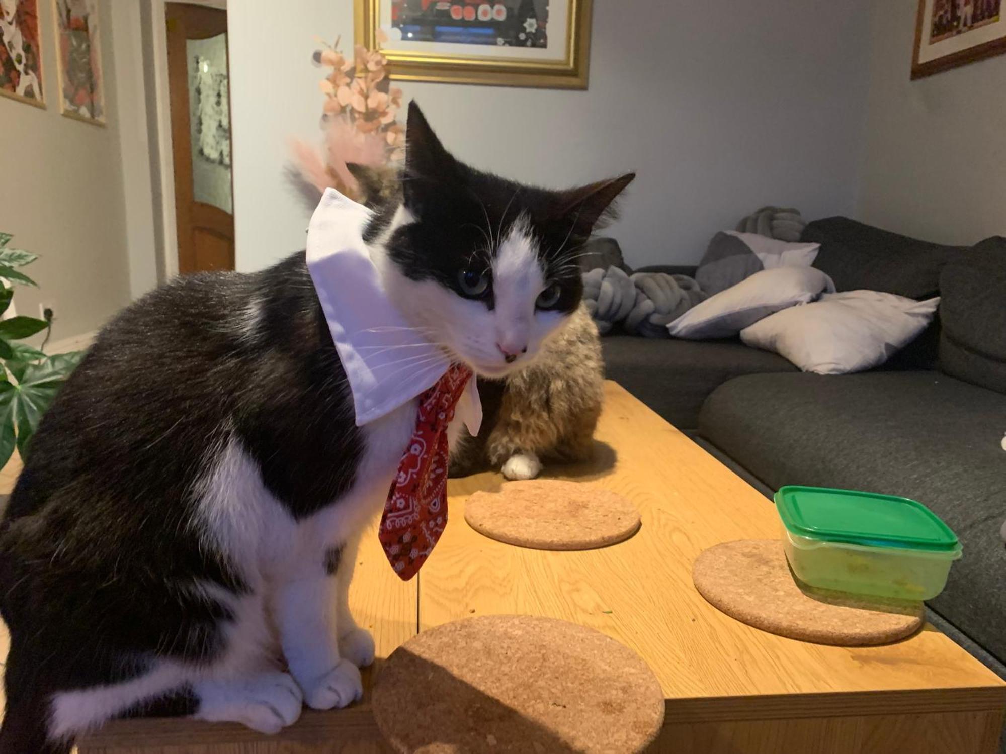 Wake Up With 2 Cats On Your Face Dublin Exteriör bild
