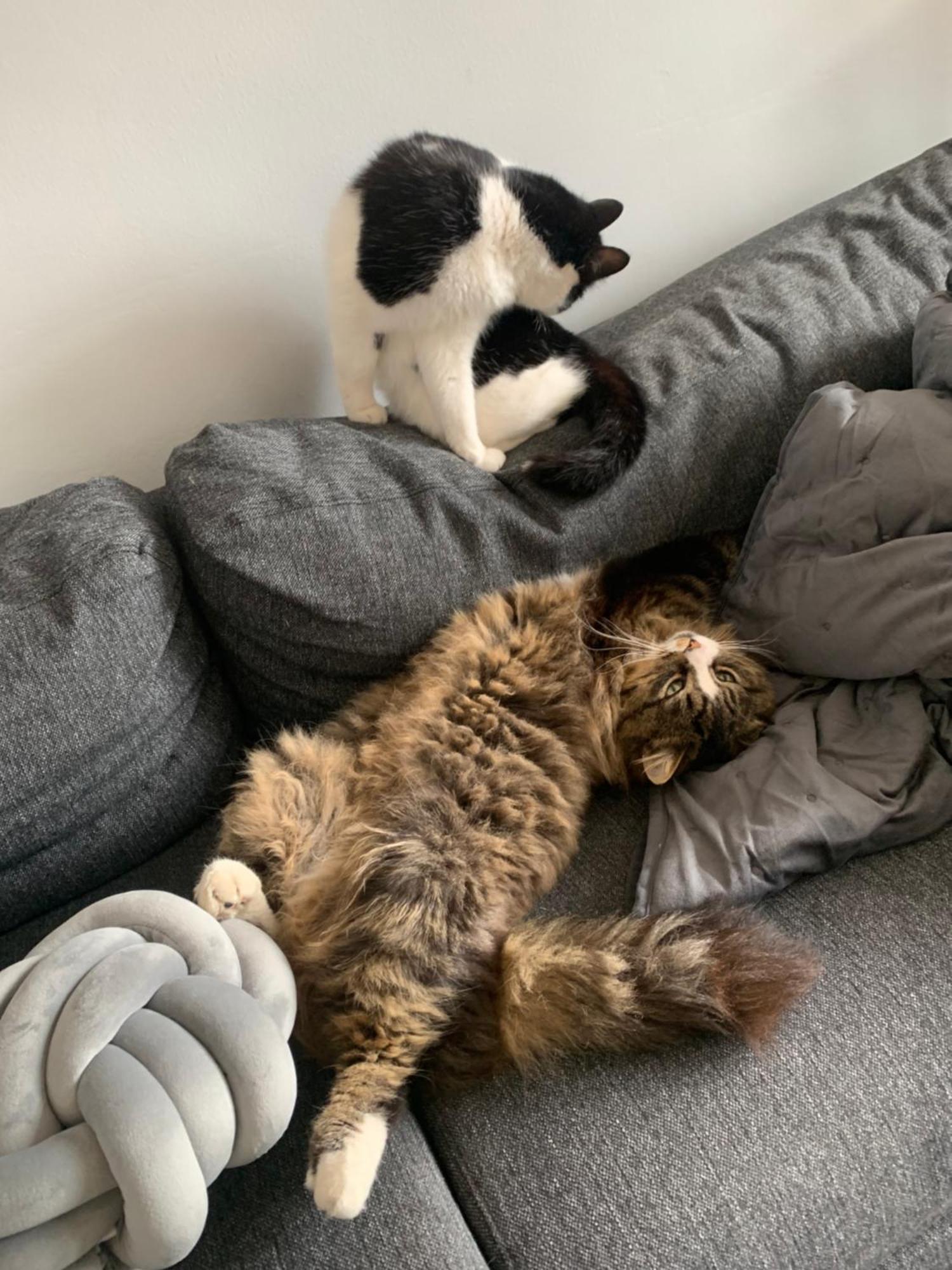Wake Up With 2 Cats On Your Face Dublin Exteriör bild