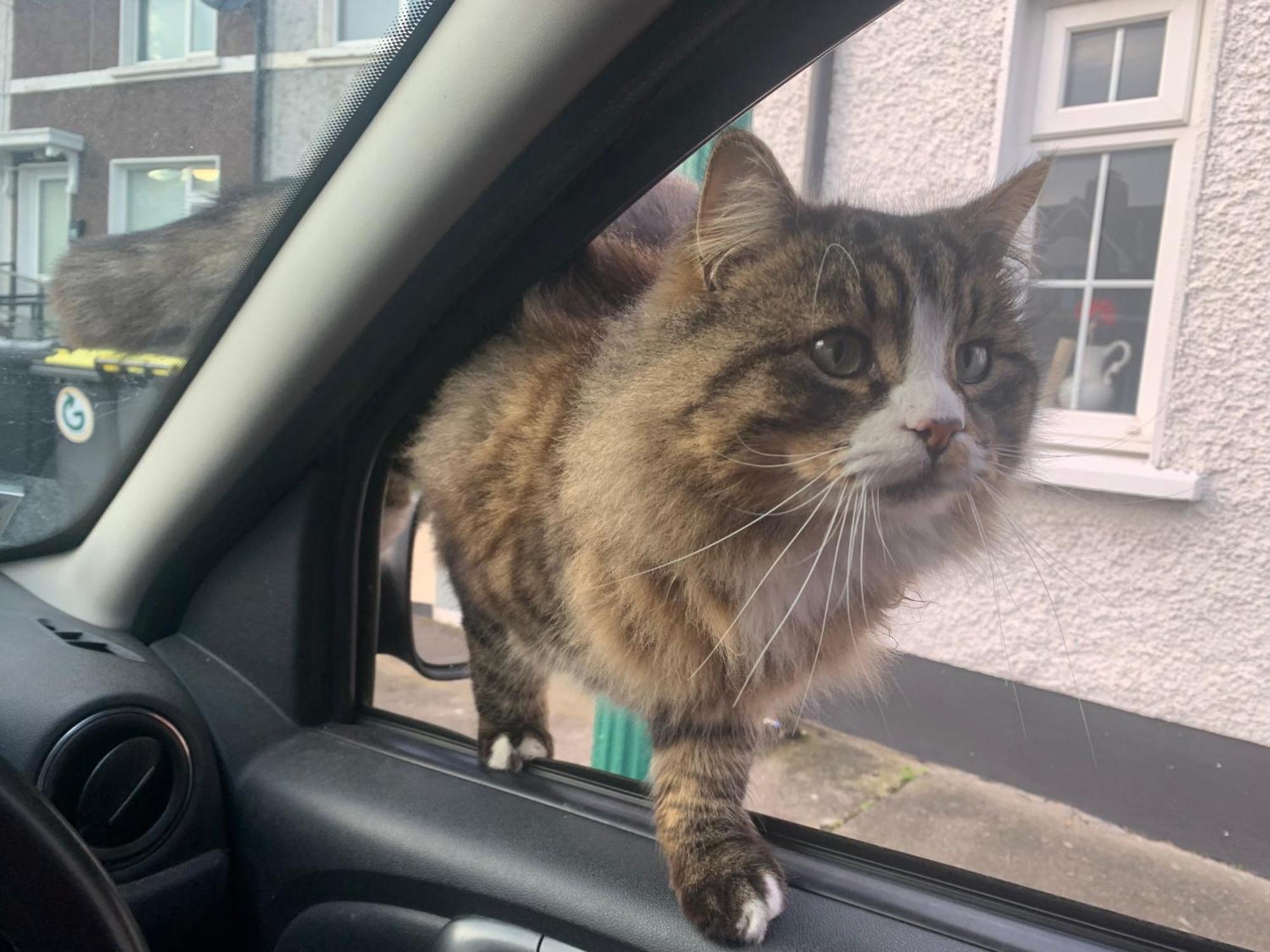 Wake Up With 2 Cats On Your Face Dublin Exteriör bild