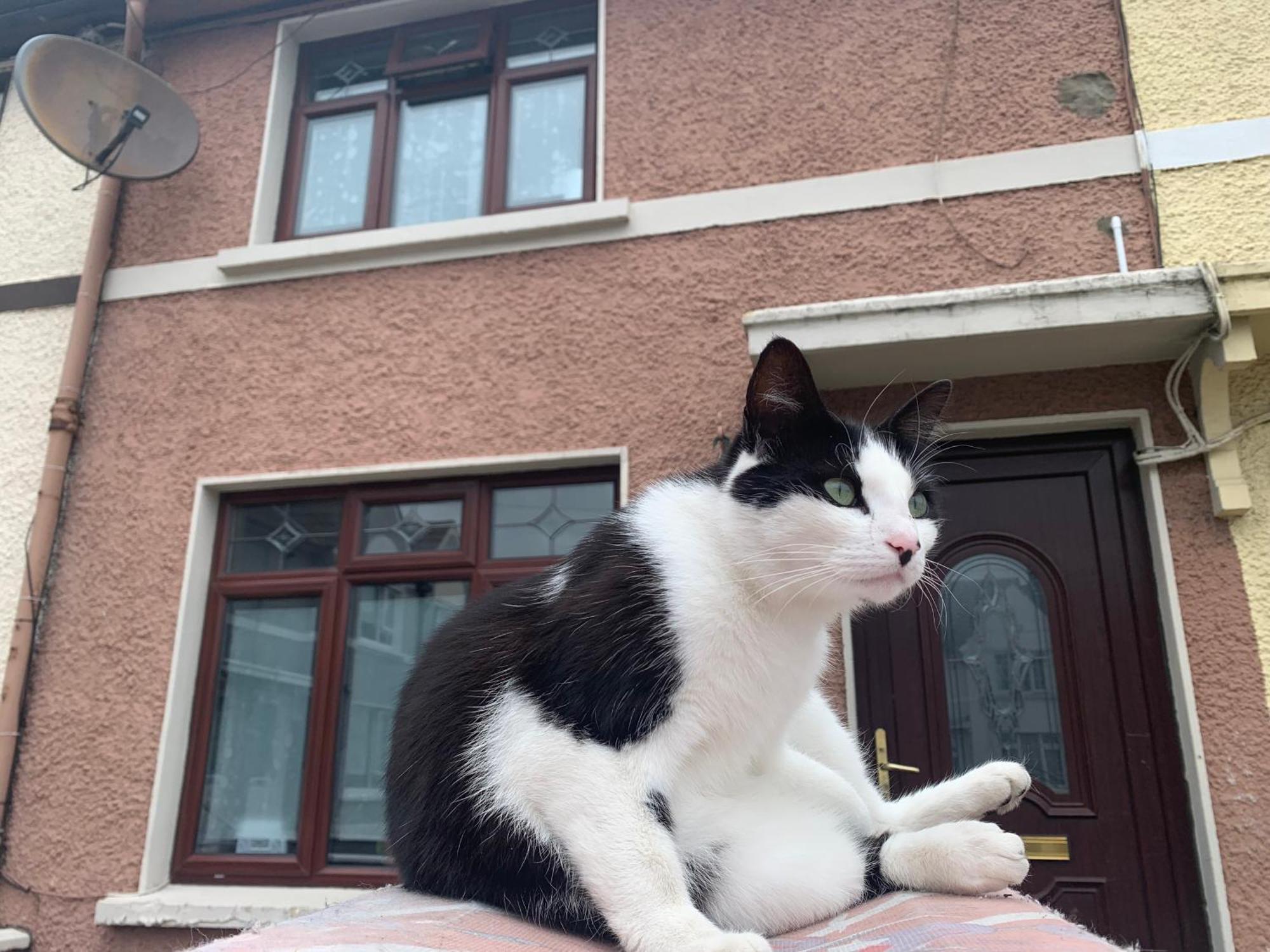 Wake Up With 2 Cats On Your Face Dublin Exteriör bild