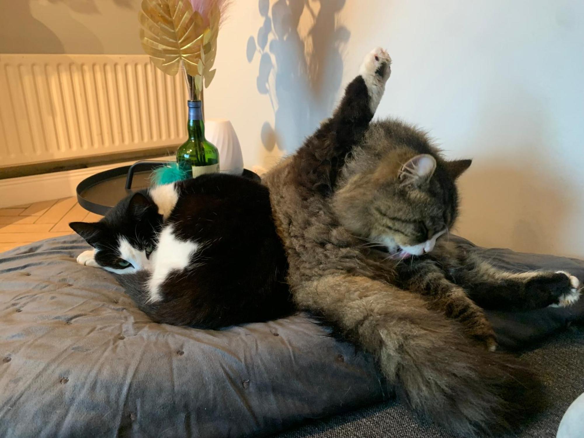 Wake Up With 2 Cats On Your Face Dublin Exteriör bild