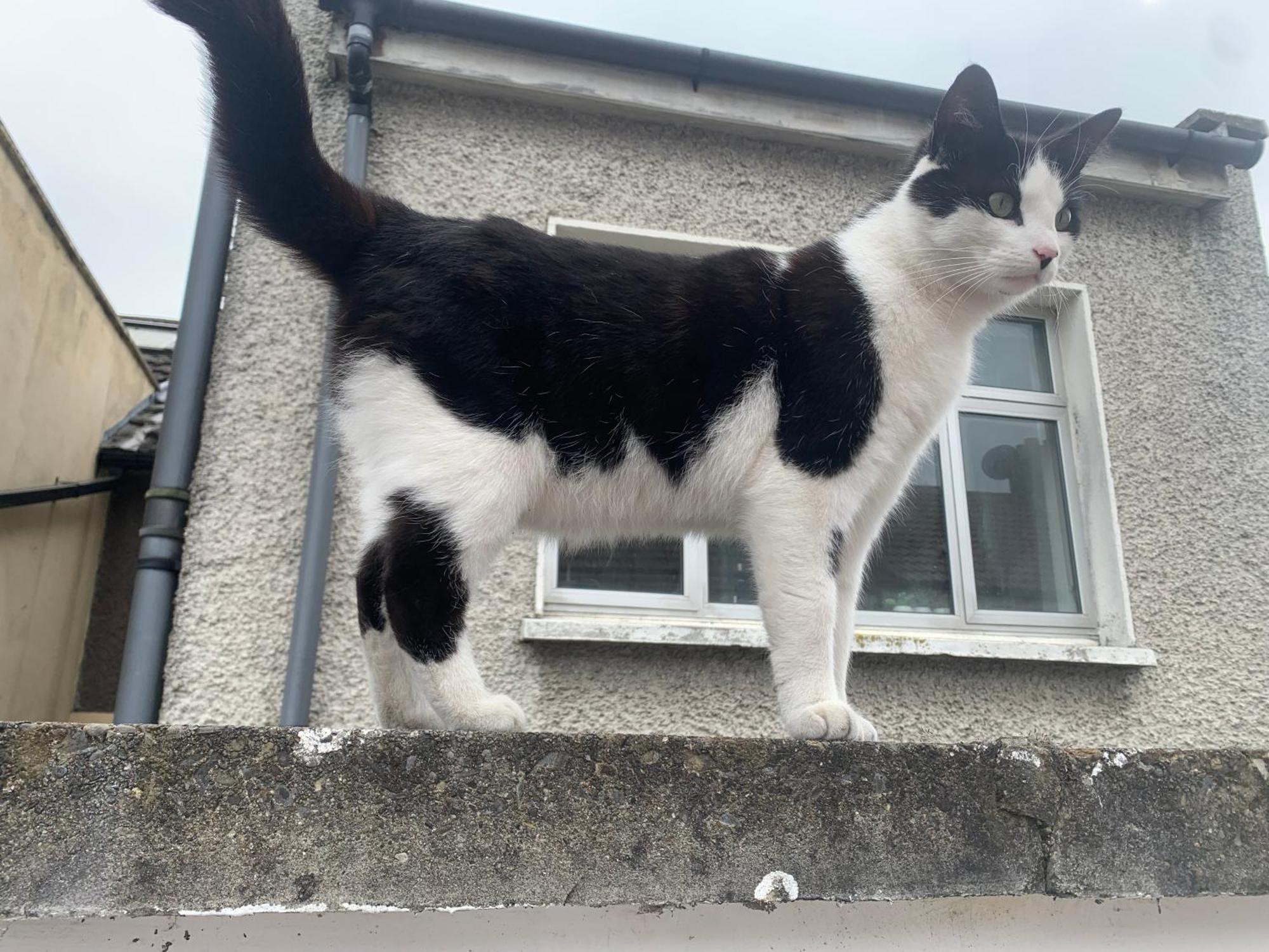 Wake Up With 2 Cats On Your Face Dublin Exteriör bild